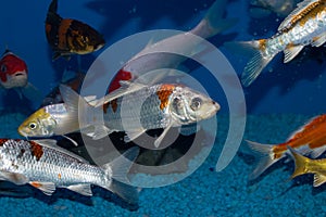 White and Gold Japanese Koi