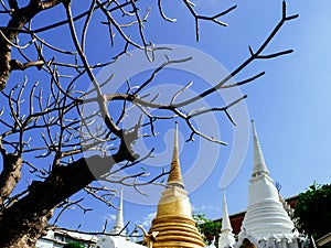 White and golden chedis with lilawadee tree of Royal cemetry at Wat Ratchabopit