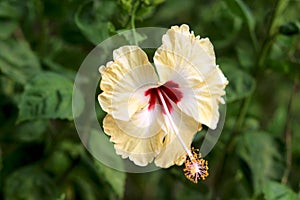 White and golden Hibiscus rosa-sinensis