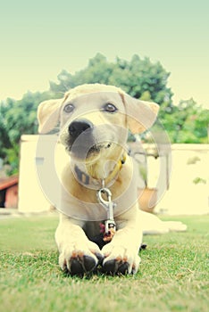 A white and golden puppy