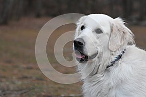 White Golden Retriever