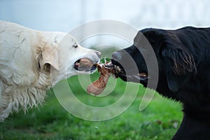White golden retriever and black newfoundland dog play tug of war