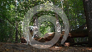 A white Golden Retriever dog happily jumps over a log in the woods.