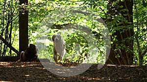 A white Golden Retriever dog happily jumps over a log in the woods.