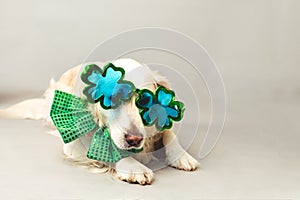 White golden retriever with green bow tie and shamrock party glasses against a grey seamless background