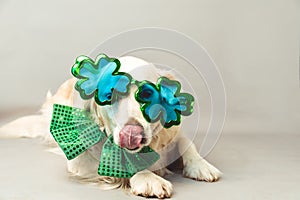 White golden retriever with its tongue sticking out, green bow tie and shamrock party glasses against a grey seamless background