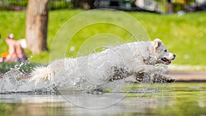 A White Golden Retriever Jumping through a lake.