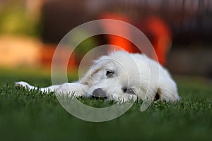 White golden retriever lazy in grass