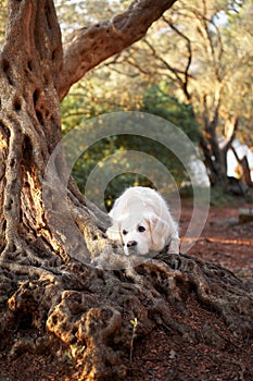 A white Golden Retriever lies thoughtfully by an old tree