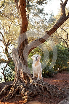 A white Golden Retriever lies thoughtfully by an old tree