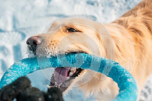 White golden retriever puppy playing with toy on snow lawn