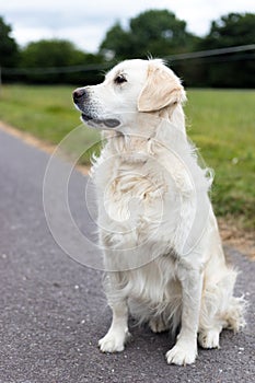 White golden retriever standing in the middle of a rural road and looking to the side