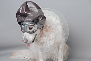 White golden retriever with vintage aviator helmet and goggles against a grey seamless background