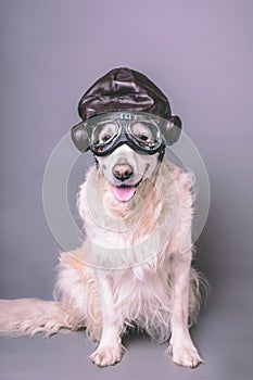 White golden retriever with vintage aviator helmet and goggles against a grey seamless background