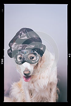 White golden retriever with vintage aviator helmet and goggles against a grey seamless background