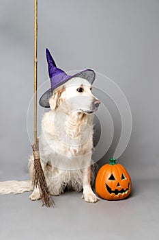 White golden retriever with a witch hat, broom, and jack o lantern against a grey seamless background