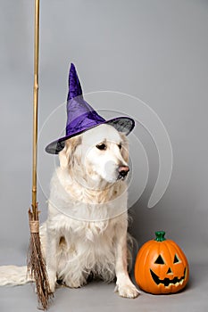 White golden retriever with a witch hat, broom, and jack o lantern against a grey seamless background