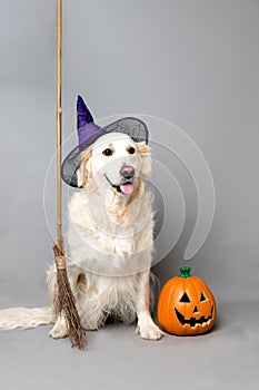 White golden retriever with a witch hat, broom, and jack o lantern against a grey seamless background