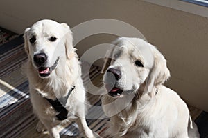 White golden retriver boys sitting on the balcony