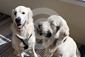 White golden retriver boys sitting on the balcony