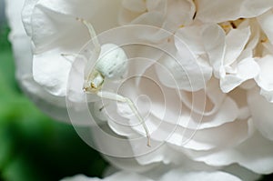 White Goldenrod crab spider mimicking color of rose petals. White spider on the flower.