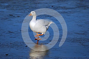 White goose