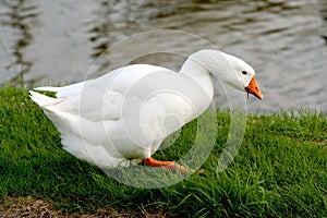 White goose