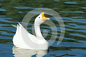 White goose