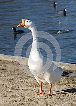 White Goose.