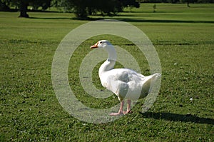 White Goose