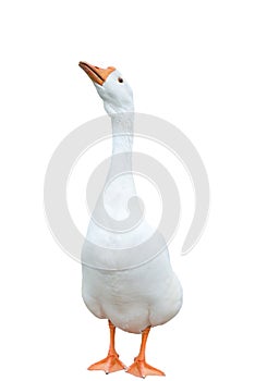 White goose