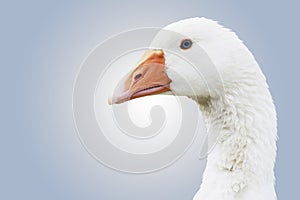 White goose anser anser domesticus close-up shot with soft gradient background