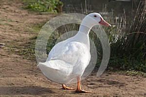 White goose on the bank of a river