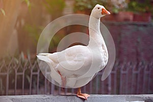 White goose in Barcelona in Park