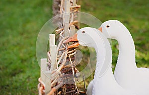 White goose biting a fence