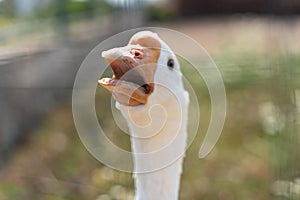 A white goose close-up, a head with an orange beak and a tongue with sharp teeth in a goose bird