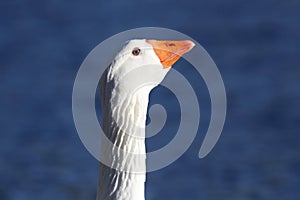 The Head of a White Goose in Profile