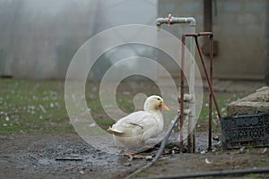 White goose drinking water in the backyard