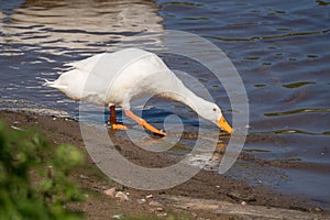 White goose drinking water
