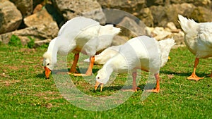 White goose eat green grass, farm animal in walley. Domestic bird anser pluck and eating among green lawn. Life poultry