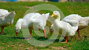 White goose eats grass on the field. Meadow near village. Farm animal. Farm bird. many gooses on the field. Agriculture