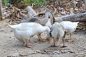 White goose eatting food in garden at thailand