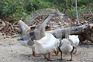White goose eatting food in garden at thailand