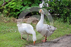 White goose is eatting grass in nature farm garden at thailand