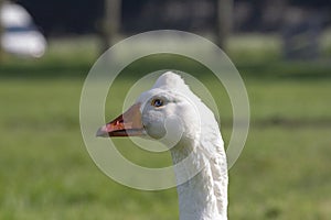 White goose, Emden goose, with orange beak and hump on the head photo