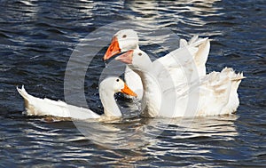 White goose floating on a blue lake