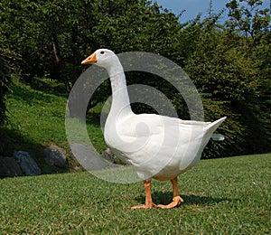 White goose in garden photo