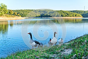 White goose on the grass near the lake