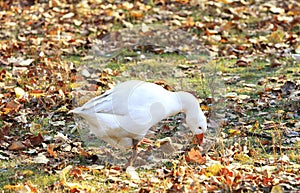 White goose grazes in a clearing among the fallen leaves in the autumn garden