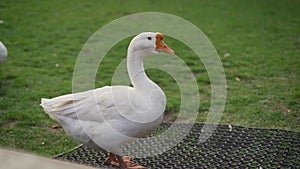 White goose on a green lawn. There is a lake in the distance.